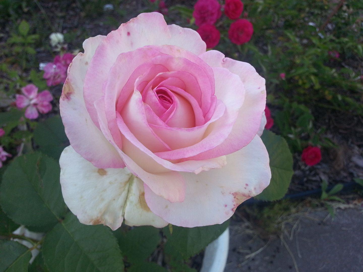 moonstone photo 20130524_183154_zps9222ce5d.jpg